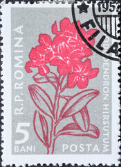 Romania - Circa 1957: a postage stamp printed in the Romania showing the alpine Flowers of the Carpathian Mountains. Rhododendron hirsutum