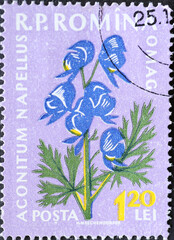 Romania - Circa 1959: a postage stamp printed in the Romania showing flowering flora from Romania: Aconitum napellus