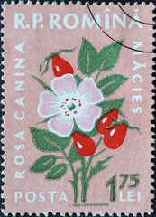 Romania - Circa 1959: a postage stamp printed in the Romania showing flowering flora from Romania: Rosa canina