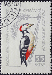 Romania - Circa 1959: a postage stamp printed in the Romania showing a songbird: Great Spotted Woodpecker (Dendrocopus major)