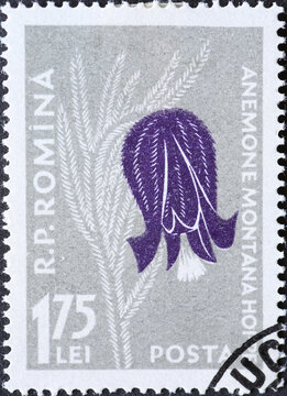 Romania - Circa 1957: a postage stamp printed in the Romania showing the alpine Flowers of the Carpathian Mountains. Pulsatilla montana