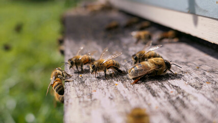 Abeilles et faux bourdon à l'entrée de la ruche