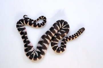 Little wart snake, little file snake // Zwerg-Warzenschlange (Acrochordus granulatus) 