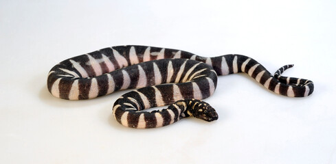 Zwerg-Warzenschlange // Little wart snake, little file snake (Acrochordus granulatus) 