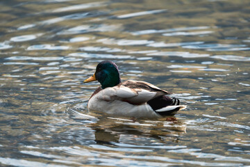 a male mallard, anas platyrhynchos, is swimming on a mountain lake at a autumn day