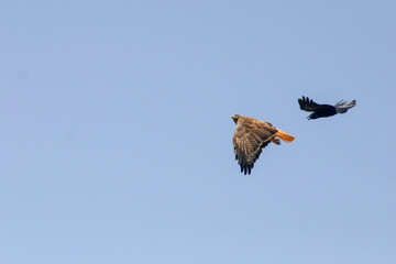 Obraz premium A Hawk Being Chased by a Persistent Crow Looking Back to See if it is Still There