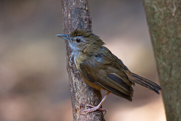 Abbot's Babbler bird