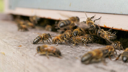 Abeilles profileuses devant l'entrée de ruche
