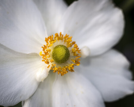 Closeup shot of a wildflower Anemone