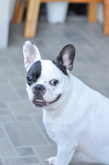 dog or french bulldog on the floor