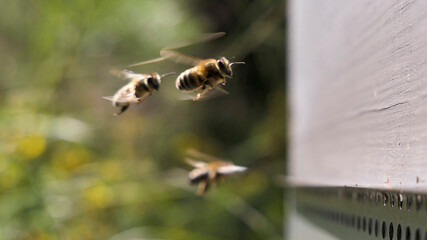 Abeilles en vol
