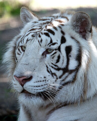 white bengal tiger