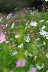 flowers in the garden