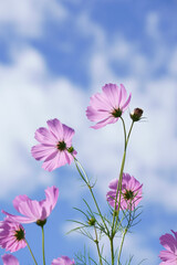 pink cosmos flower