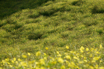 field of dandelions