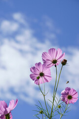 pink cosmos flower