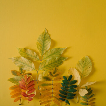 outumn bright leaves on yellow background