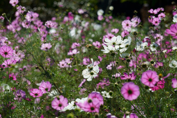 flowers in the garden