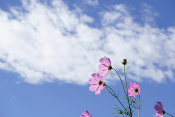 flowers and sky