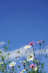 field of daisies