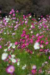 pink flowers in the garden