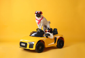 Funny pug dog and cat with sunglasses in toy car on yellow background - Powered by Adobe