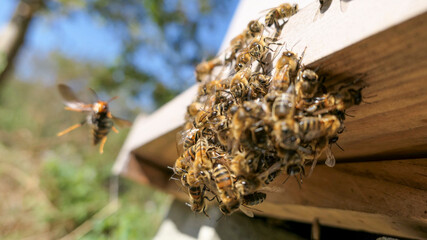 Abeilles en grappe devant un frelon asiatique