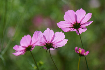 pink cosmos flower