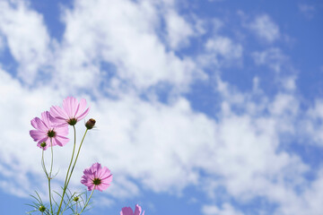pink flowers against blue sky