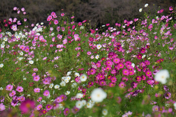 field of flowers