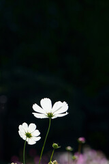 white flower on black background