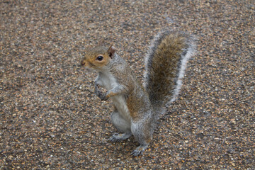 Fox squirrel (Sciurus niger) in London Hyde Park