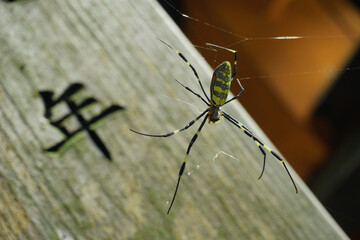 Araña tejiendo su telaraña en Japón en tableta con letra w
