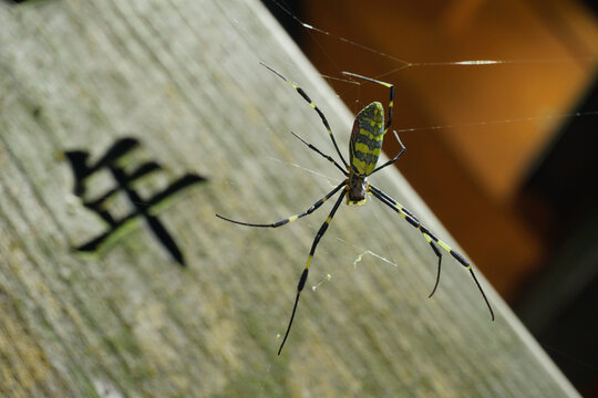 Ara&ntilde;a tejiendo su telara&ntilde;a en Jap&oacute;n en tableta con letra w