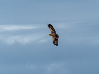 Seeadler