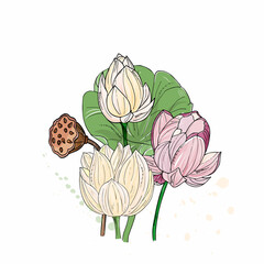 bouquet of tropical lotus flowers. Exotic water lilies, hand-drawn ink drawing.