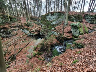 blätter wald