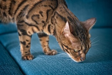 Curious bengal cat sniffing at the sofa. Horizontal image with selective focus.