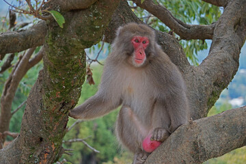 mama mono en el arbol