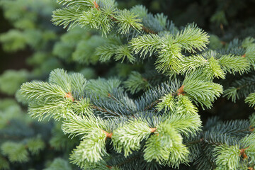 Spruce branch. Beautiful branch of spruce with needles. Christmas tree in nature. Green spruce. Spruce close up.
