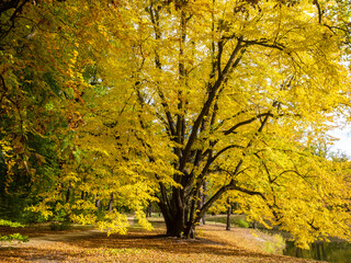 Fototapeta premium Herbst