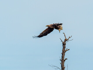 Seeadler