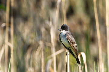 Eastern Kingbird Perched on a stick