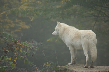 Loup blanc