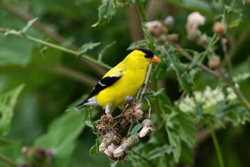 American Goldfinch feeding on flowers in the morning
