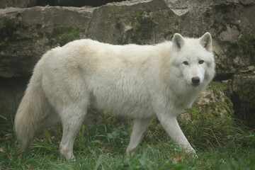Loup blanc