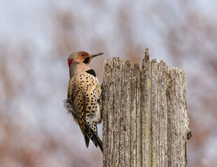 Northern Flicker Woodpecker perched on a stump in front of a blurred out Red Maple background. Yellow-shafted male Northern Flicker captured calling in early spring at a Toronto Park.