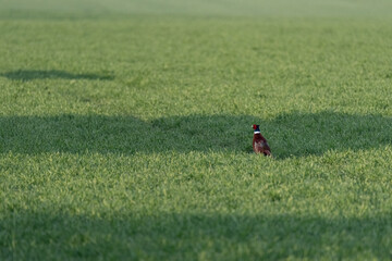 Naklejka na ściany i meble Colorful pheasant on green spring grass. A wild bird running across the field.