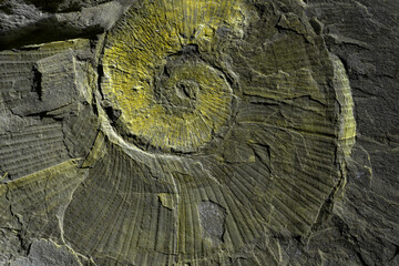 Fossil of a gold colored snail in black shale rock.