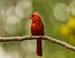 Northern Cardinal Perched on a branch